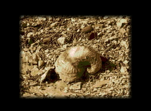 seashells.jpg